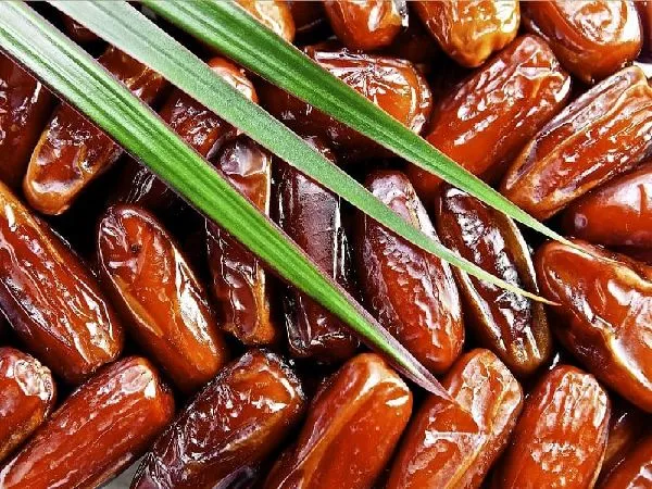 خرید انواع خرمای صادراتی جهرم با بهترین قیمت