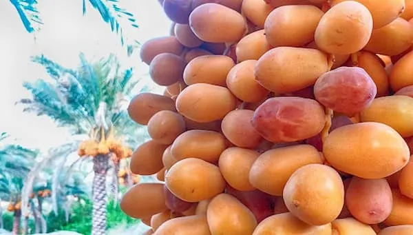 خرید خرما شاهانی درجه یک با قیمت استثنایی