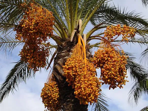 قیمت و خرید خرما زاهدی درجه یک + فروش ارزان