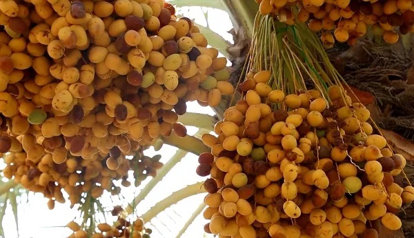قیمت و خرید خرما زاهدی درجه یک + فروش ارزان