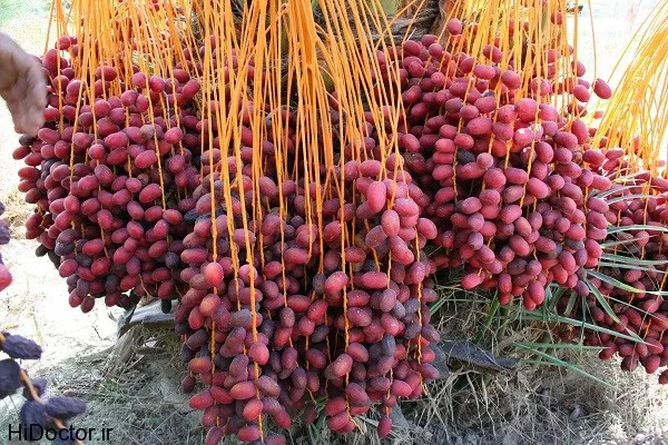 خرید و قیمت انواع خرما پیارم طلایی