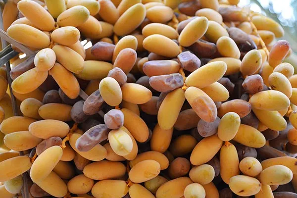 بهترین شیره خرما صادراتی + قیمت خرید عالی