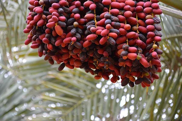 قیمت خرید خرما زاهدی خشک + راهنمای استفاده